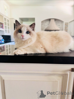 Foto №2 zu Ankündigung № 155568 zu verkaufen ragdoll-katze - einkaufen Irland quotient 	ankündigung