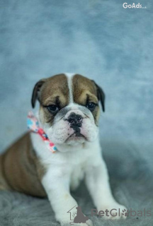 Foto №1. englische bulldogge - zum Verkauf in der Stadt Rom | 350€ | Ankündigung № 110891