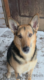 Foto №1. mischlingshund - zum Verkauf in der Stadt Chimki | Frei | Ankündigung № 165143