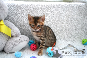 Foto №3. Wunderschöne Pedigree-Bengalkatzen-Kätzchen stehen jetzt zum Verkauf. Deutschland