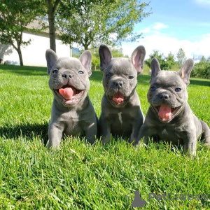 Foto №1. französische bulldogge - zum Verkauf in der Stadt Berlin | verhandelt | Ankündigung № 68897