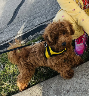 Foto №2 zu Ankündigung № 50094 zu verkaufen mischlingshund - einkaufen USA quotient 	ankündigung