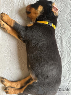 Foto №3. Sie ist eine ehemalige Rottweilerin, die aus Kansas City stammt. Finnland