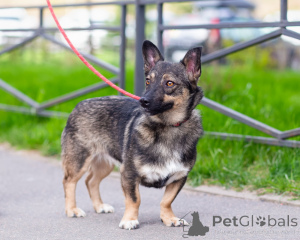 Foto №3. Sehr kleiner Hund, 7 kg. Russische Föderation