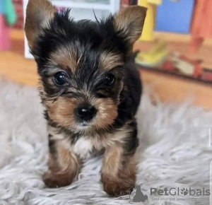 Foto №4. Ich werde verkaufen yorkshire terrier in der Stadt Texas City. quotient 	ankündigung, züchter - preis - 473€