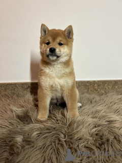 Foto №3. Shiba Inu-Welpen. Serbien