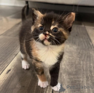 Foto №1. norwegische waldkatze - zum Verkauf in der Stadt Bydgoszcz | 350€ | Ankündigung № 160593