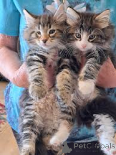 Foto №3. Norwegische Waldkatzen-Kätzchen zu verkaufen. Frankreich