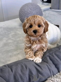 Foto №1.  - zum Verkauf in der Stadt North | 638€ | Ankündigung № 143523