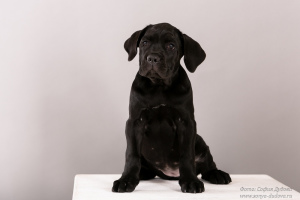Foto №1. cane corso italiano - zum Verkauf in der Stadt St. Petersburg | verhandelt | Ankündigung № 6065