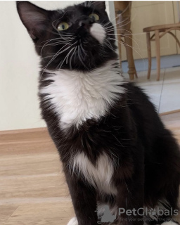 Foto №2 zu Ankündigung № 59281 zu verkaufen maine-coon-katze - einkaufen Kasachstan 