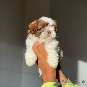 Foto №2 zu Ankündigung № 124286 zu verkaufen shih tzu - einkaufen USA züchter