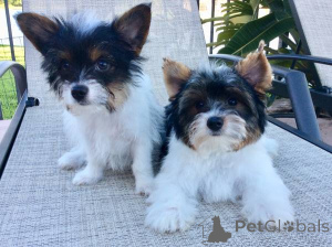 Foto №2 zu Ankündigung № 136915 zu verkaufen biewer terrier - einkaufen Schweiz züchter