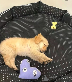 Foto №3. Golden Retriever. USA