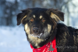 Foto №1. mischlingshund - zum Verkauf in der Stadt Москва | Frei | Ankündigung № 32251
