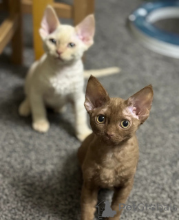 Foto №1. devon rex - zum Verkauf in der Stadt Contern | 350€ | Ankündigung № 151482