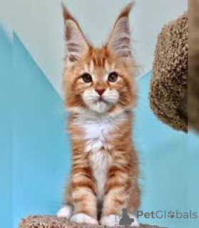 Foto №2 zu Ankündigung № 173284 zu verkaufen maine-coon-katze - einkaufen Polen quotient 	ankündigung, züchter