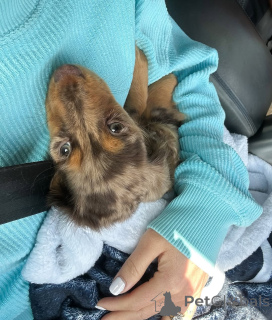 Foto №1. dackel - zum Verkauf in der Stadt Helsinki | 500€ | Ankündigung № 164021