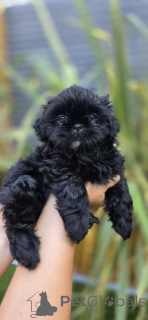 Foto №3. Shih Tzu Welpen zu verkaufen. Deutschland