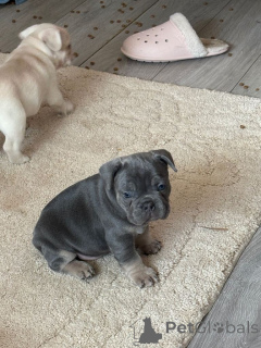 Foto №1. französische bulldogge - zum Verkauf in der Stadt Bering | Frei | Ankündigung № 165679