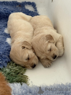 Foto №2 zu Ankündigung № 153887 zu verkaufen golden retriever - einkaufen Belgien quotient 	ankündigung