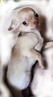 Zusätzliche Fotos: Chihuahua Welpen