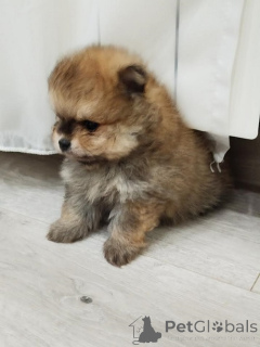 Foto №1. pommersche spitz - zum Verkauf in der Stadt Vilovo | 500€ | Ankündigung № 138927