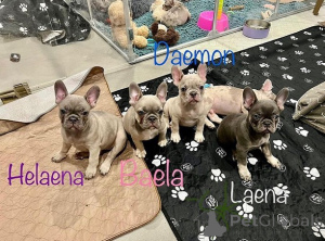 Foto №1. französische bulldogge - zum Verkauf in der Stadt Ansubrg | verhandelt | Ankündigung № 165613