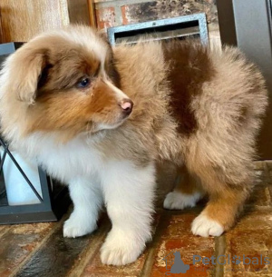 Foto №1. australian shepherd - zum Verkauf in der Stadt Tallinn | verhandelt | Ankündigung № 127499