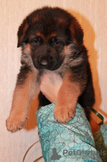 Foto №1. deutscher schäferhund - zum Verkauf in der Stadt Nizhny Novgorod | verhandelt | Ankündigung № 8095