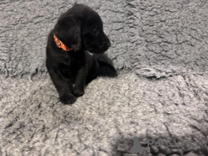 Foto №2 zu Ankündigung № 166832 zu verkaufen labrador retriever - einkaufen Großbritannien züchter