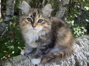 Foto №1. sibirische katze - zum Verkauf in der Stadt Straßburg | verhandelt | Ankündigung № 154643