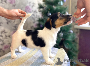 Foto №1. mischlingshund - zum Verkauf in der Stadt Ischewsk | 274€ | Ankündigung № 8243
