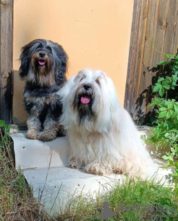 Foto №3. Tibet Terrier Welpe zu verkaufen. Russische Föderation