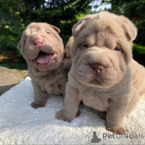 Foto №3. Gut Ausgebildete Sha-Pei-Weis. Deutschland