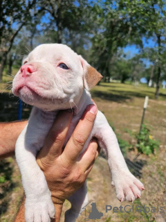 Foto №4. Ich werde verkaufen american bully in der Stadt Bulandzeni. züchter - preis - verhandelt