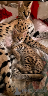 Foto №3. Ausgewachsene Savannah-Katze f0. Russische Föderation