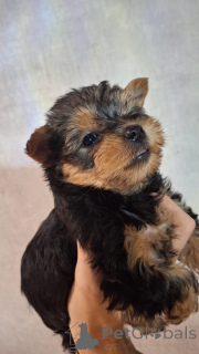 Foto №4. Ich werde verkaufen biewer terrier, yorkshire terrier in der Stadt Tallinn. quotient 	ankündigung, vom kindergarten, züchter - preis - 650€