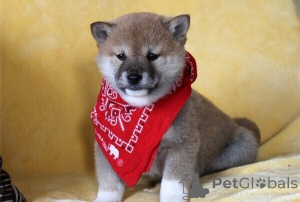 Foto №1. shiba - zum Verkauf in der Stadt Antwerpen | verhandelt | Ankündigung № 170360