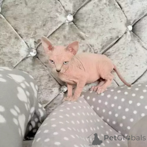 Foto №2 zu Ankündigung № 167252 zu verkaufen don sphynx - einkaufen Deutschland quotient 	ankündigung