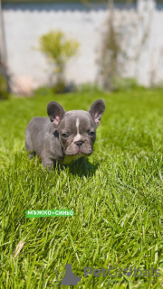 Zusätzliche Fotos: Hallo Französische Bulldoggenwelpen zu verkaufen.