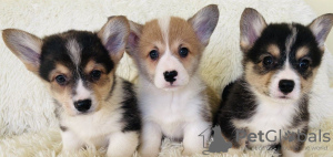 Foto №2 zu Ankündigung № 98641 zu verkaufen welsh corgi - einkaufen Griechenland 