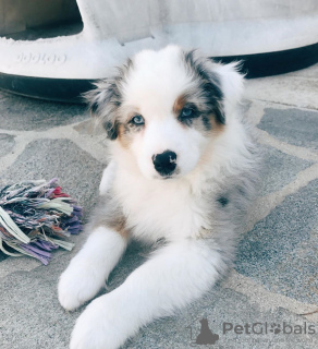 Foto №2 zu Ankündigung № 88544 zu verkaufen australian shepherd - einkaufen Schweden quotient 	ankündigung