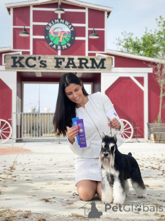 Foto №3. Schnauzer Miniaturin weiblicher Welpe. Serbien