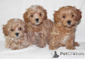 Foto №1. maltipu - zum Verkauf in der Stadt Kalifornien | 531€ | Ankündigung № 147625