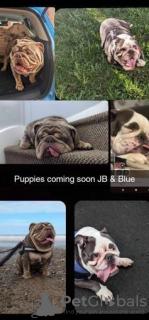 Zusätzliche Fotos: Wunderschöne englische Bulldoggenwelpen