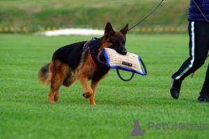 Foto №3. Reinrassige Deutsche Schäferhund-Welpen. Ukraine