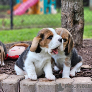 Foto №1. beagle - zum Verkauf in der Stadt Франкфурт-на-Майне | 331€ | Ankündigung № 117605