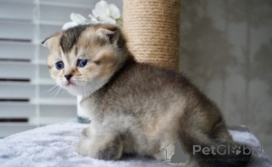 Foto №3. Munchkin-Kätzchen. Deutschland