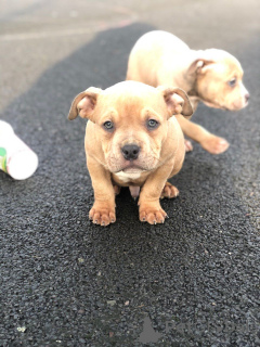 Foto №2 zu Ankündigung № 173048 zu verkaufen american bulldog - einkaufen Belgien quotient 	ankündigung, züchter